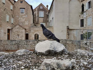Bird At The Diocletians Palace Wallpaper