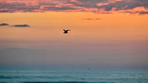 Bird Flying Silhouette Beach Sunrise Wallpaper