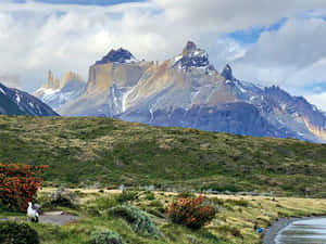 Bird In Torres Del Paine National Park Wallpaper