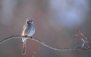 Bird Perched On A Branch Wallpaper