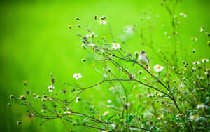 Bird Perchedin Wildflower Meadow Wallpaper