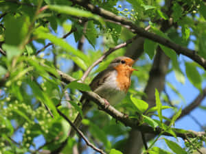 Birds Chirping In Lush Green Forest Wallpaper