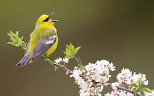 Birds Chirping On A Beautiful Day Wallpaper