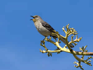 Birds Chirping On A Branch Wallpaper