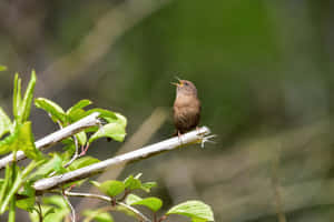 Birds Chirping On A Sunny Day Wallpaper