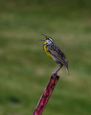 Birds Chirping On Branch In Nature Wallpaper