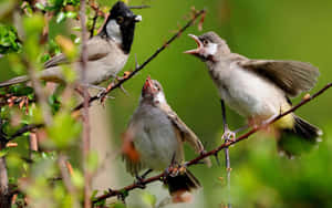 Birds_ Feeding_ Time_ Branch Wallpaper