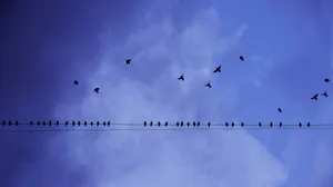 Birds Flying Toward The Electricity Line Wallpaper