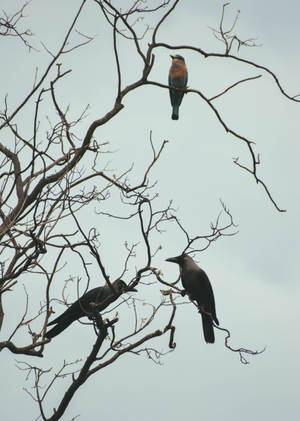 Birds On Branches Awesome Animal Wallpaper