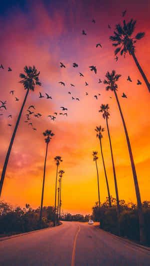 Birds On Sunset And Palm Tree Iphone Wallpaper