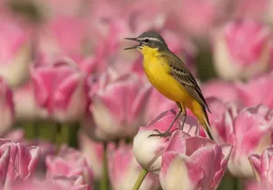 Birds Singing On A Tree Branch Wallpaper