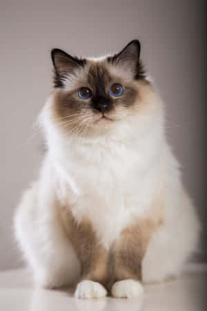 Birman 1365 X 2048 Wallpaper Wallpaper