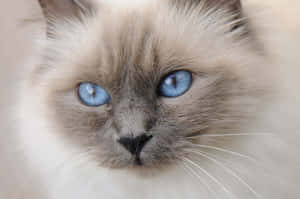 Birman Cat Relaxing On A Sofa Wallpaper