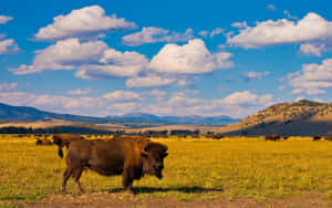 Bison Herdin Grassy Fieldwith Mountain Backdrop Wallpaper