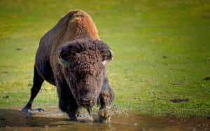 Bison Wadingin Water Wallpaper