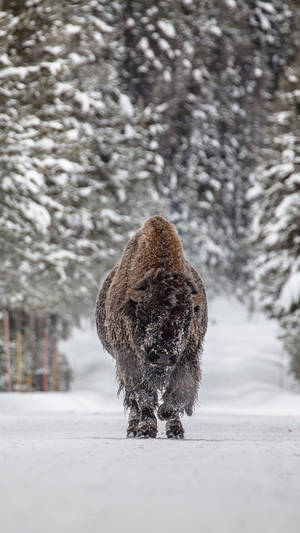 Bisonin Snowy Forest Path.jpg Wallpaper