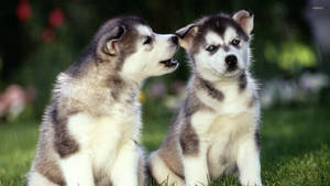 Biting Husky Puppies Wallpaper