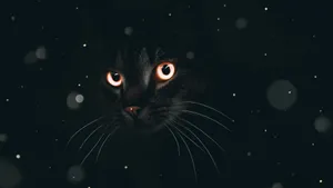 Black Aesthetic Cute Cat Pfp Wallpaper
