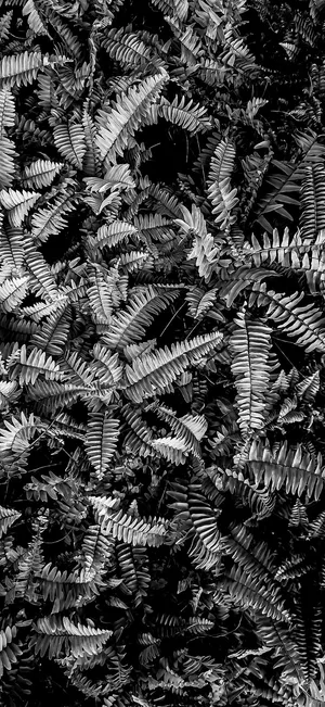 Black Aesthetic Iphone Ferns Wallpaper