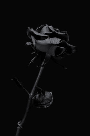 Black Aesthetic Iphone Rose Flower Wallpaper