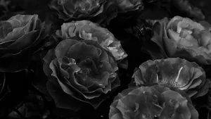 Black Aesthetic Rose Grayscale Bouquet Wallpaper