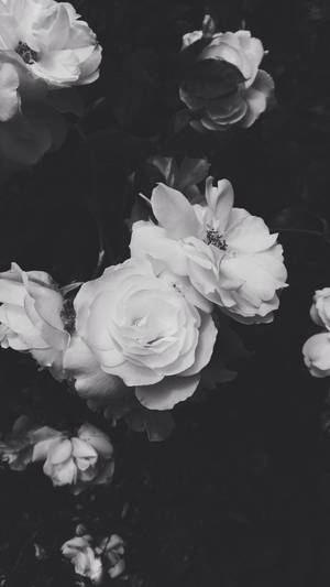 Black Aesthetic Rose White Color Wallpaper