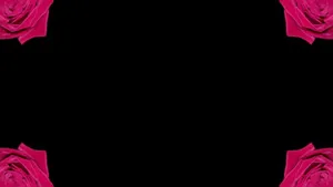 Black And Pink Aesthetic Roses Background Wallpaper