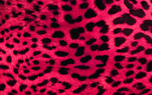 Black And Pink Animal Fur Wallpaper