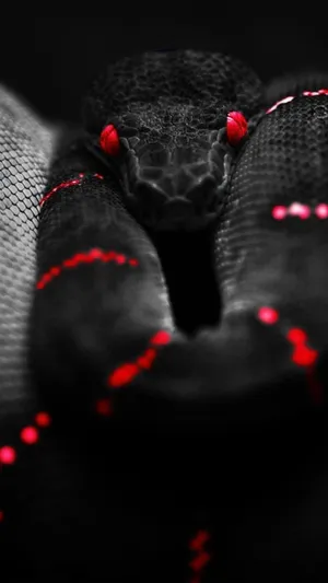 Black And Red Aesthetic Snake Close Up Shot Wallpaper