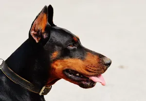 Black And Tan Doberman Pinscher's Head Wallpaper