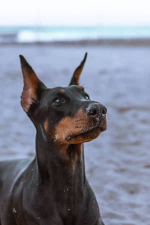 Black And Tan Doberman Pinscher Wallpaper