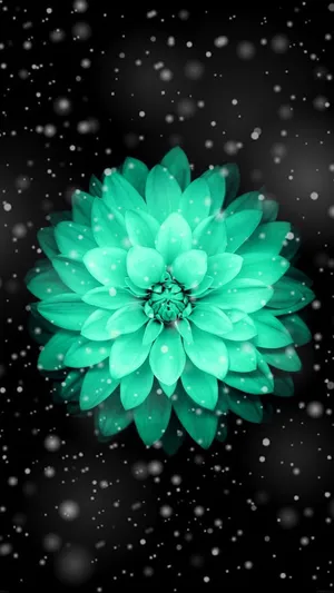 Black And Teal Flower Wallpaper