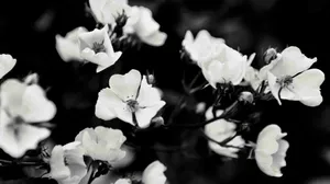 Black And White Aesthetic Blooming Flower Wallpaper