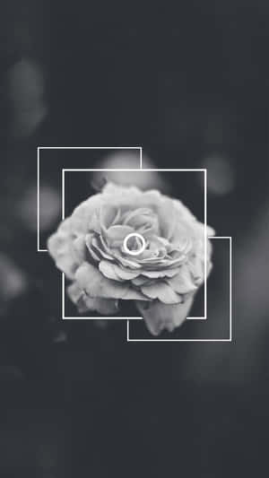 Black And White Aesthetic Flower Frame Wallpaper