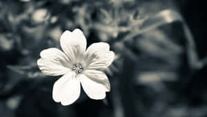 Black And White Aesthetic Flower Single Wallpaper