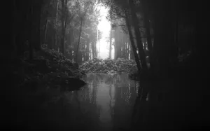 Black And White Aesthetic Pc Forest Wallpaper