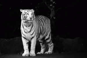 Black And White Animal 2560 X 1707 Wallpaper Wallpaper