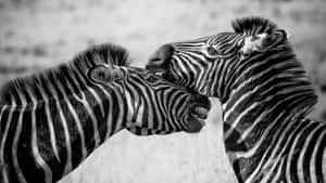 Black And White Animal Portrait Wallpaper