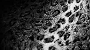 Black And White Animal Print Wallpaper