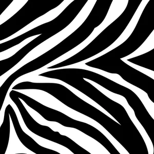 Black And White Animal Print - Taking Style To The Wild Wallpaper