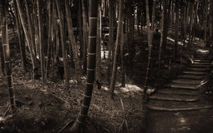 Black And White Bamboo Hd Wallpaper