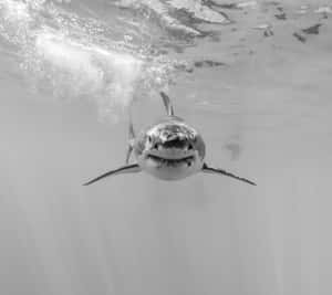 Black And White Black Shark Wallpaper