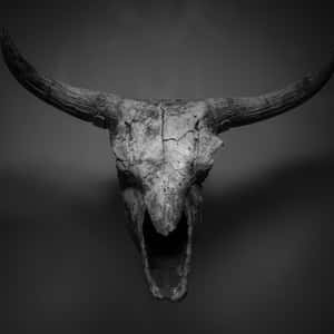 Black And White Bull Skull Wallpaper