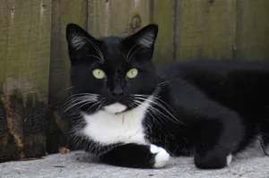 Black And White Cat Relaxes Wallpaper