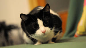 Black And White Cat With Dilated Pupils Wallpaper