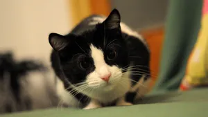 Black And White Cat With Dilated Pupils Wallpaper