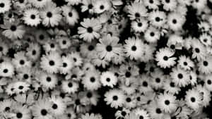 Black And White Daisy Pattern Wallpaper