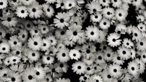 Black And White Daisy Pattern Wallpaper