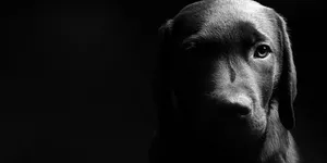 Black And White Dog In Dim Light Wallpaper