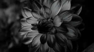 Black And White Floral Elegance Wallpaper